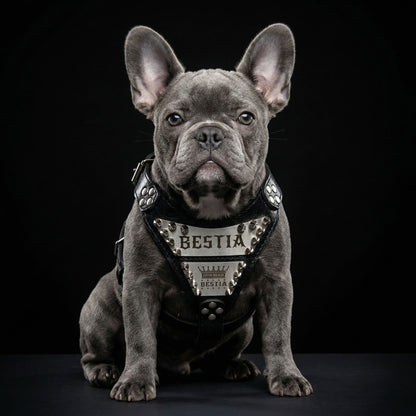 The "Metal" harness small to medium size - Personalized - Tampa Home & Garden Store