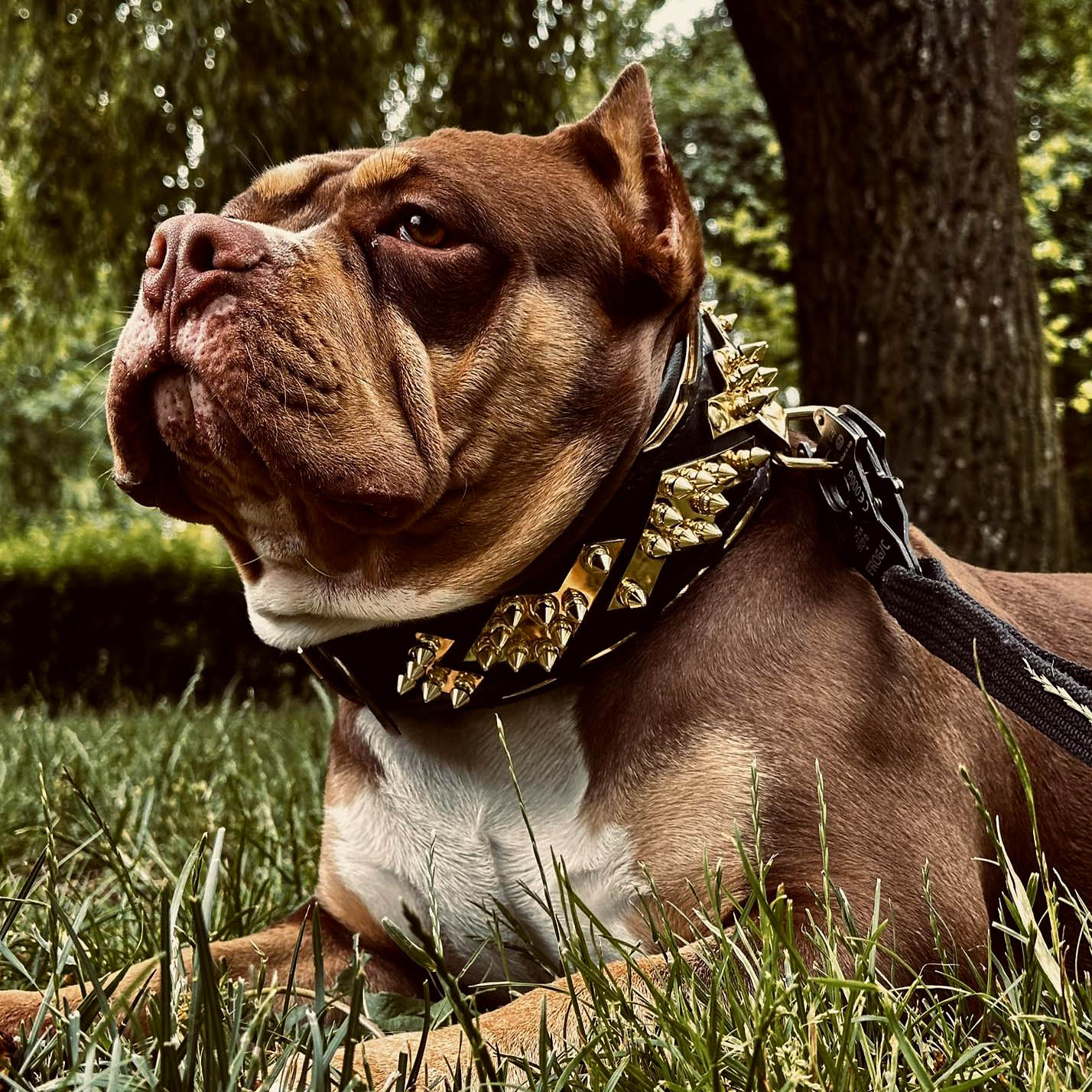 The ''Midas'' Collar Gold - Tampa Home & Garden Store