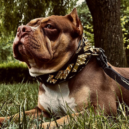The ''Midas'' Collar Gold - Tampa Home & Garden Store