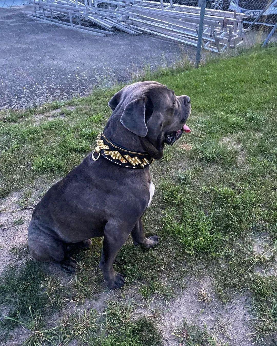 The ''Midas'' Collar Gold - Tampa Home & Garden Store