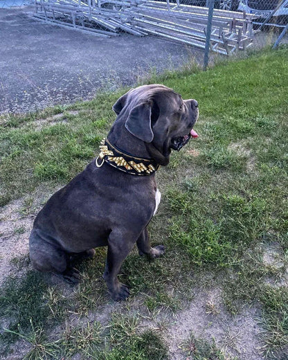 The ''Midas'' Collar Gold - Tampa Home & Garden Store