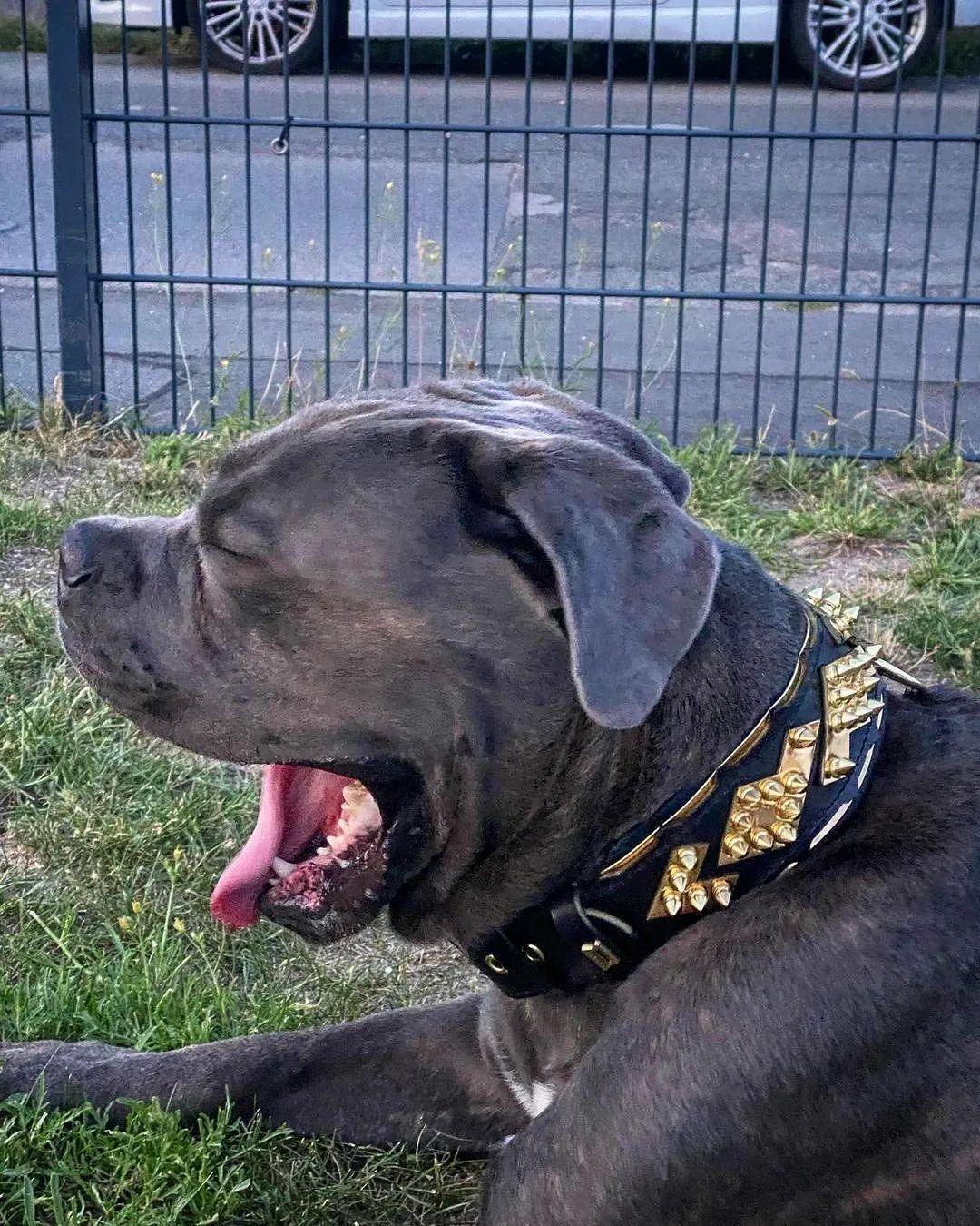 The ''Midas'' Collar Gold - Tampa Home & Garden Store