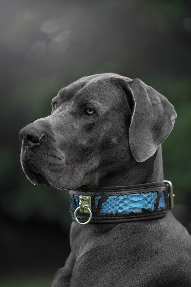 The ''Morelia Python'' collar - Tampa Home & Garden Store