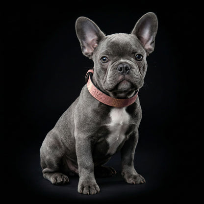 The ''Nostalgia Rose'' puppy collar - Tampa Home & Garden Store