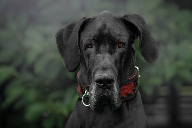The ''Red Dragon'' collar - Tampa Home & Garden Store
