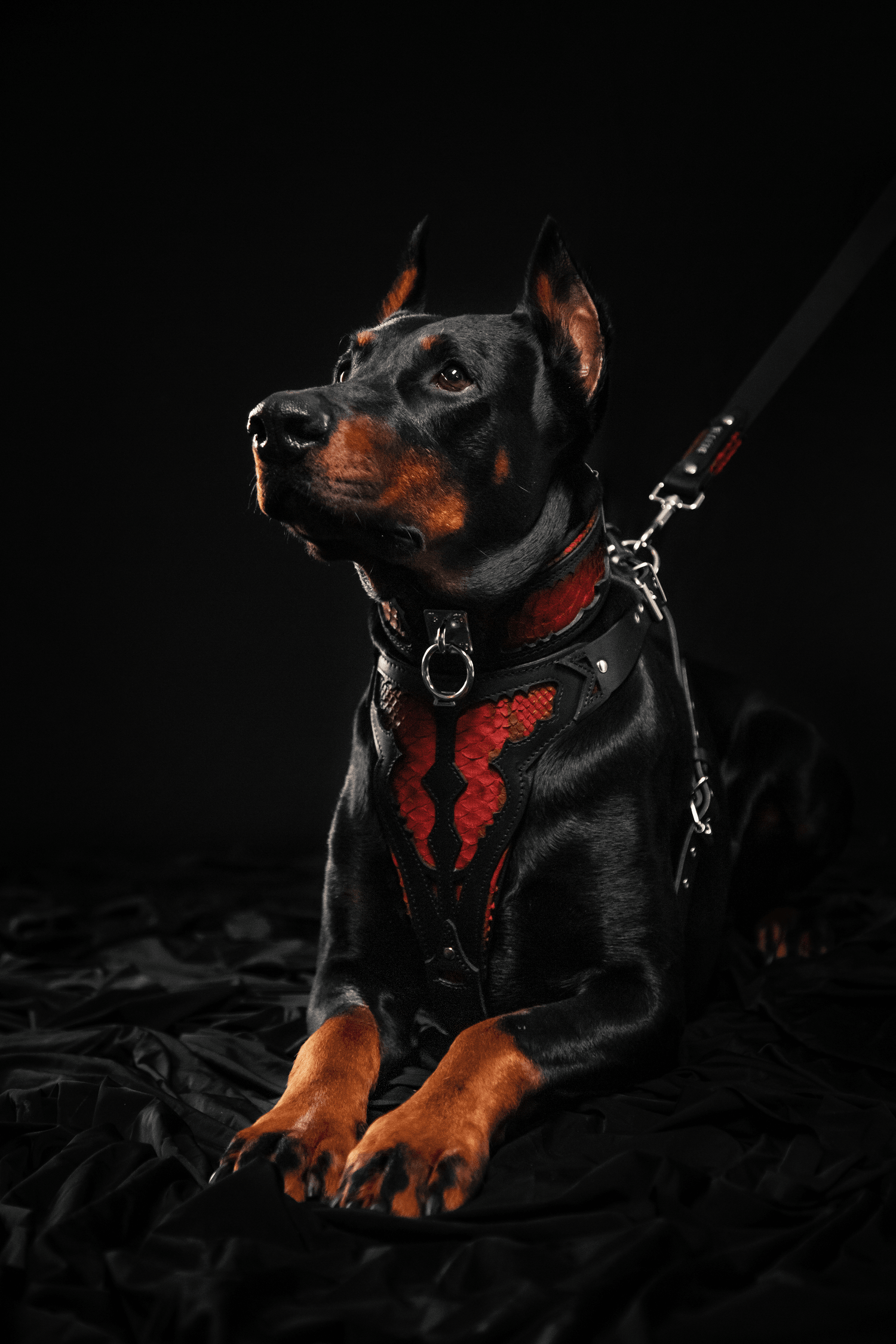 The ''Red Dragon'' collar - Tampa Home & Garden Store