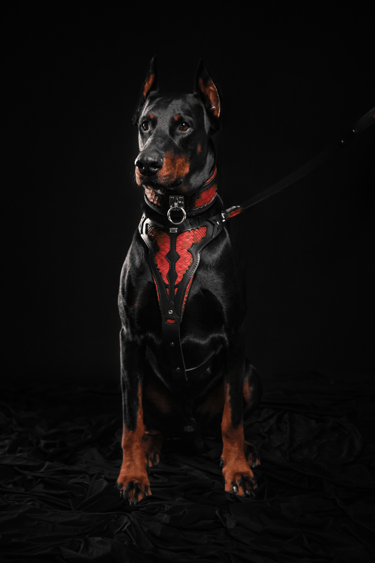 The ''Red Dragon'' collar - Tampa Home & Garden Store