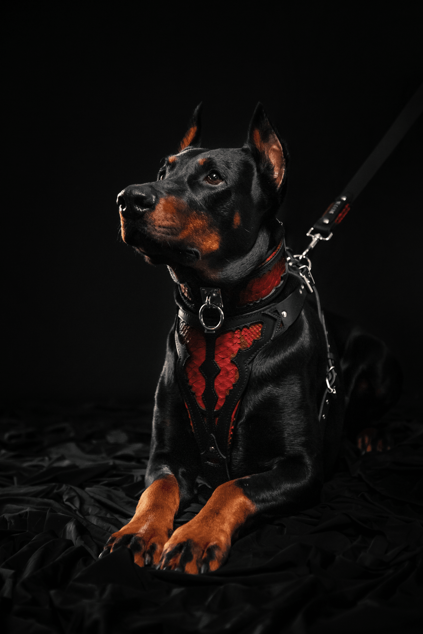 The ''Red Dragon'' leash - Tampa Home & Garden Store