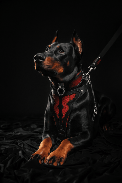 The ''Red Dragon'' leash - Tampa Home & Garden Store