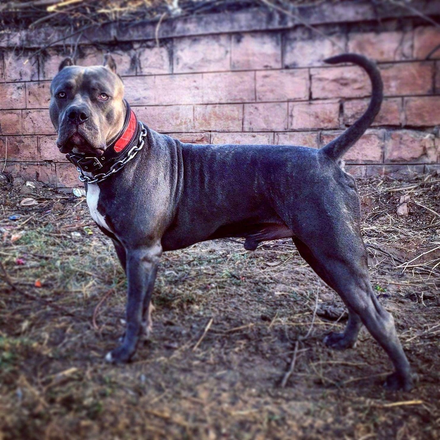 The "Reptile" collar - Tampa Home & Garden Store
