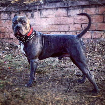The "Reptile" collar - Tampa Home & Garden Store