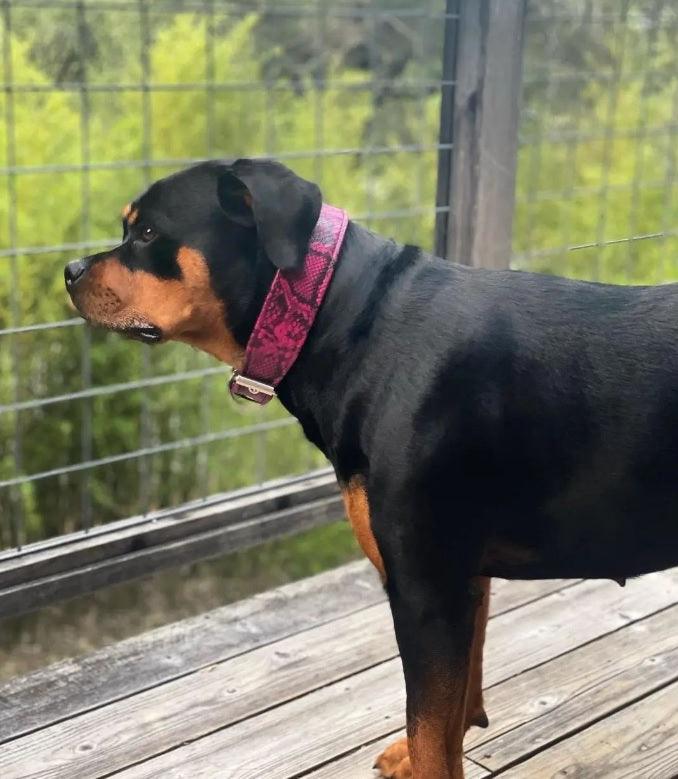 The ''Rock Python'' collar PINK - Tampa Home & Garden Store