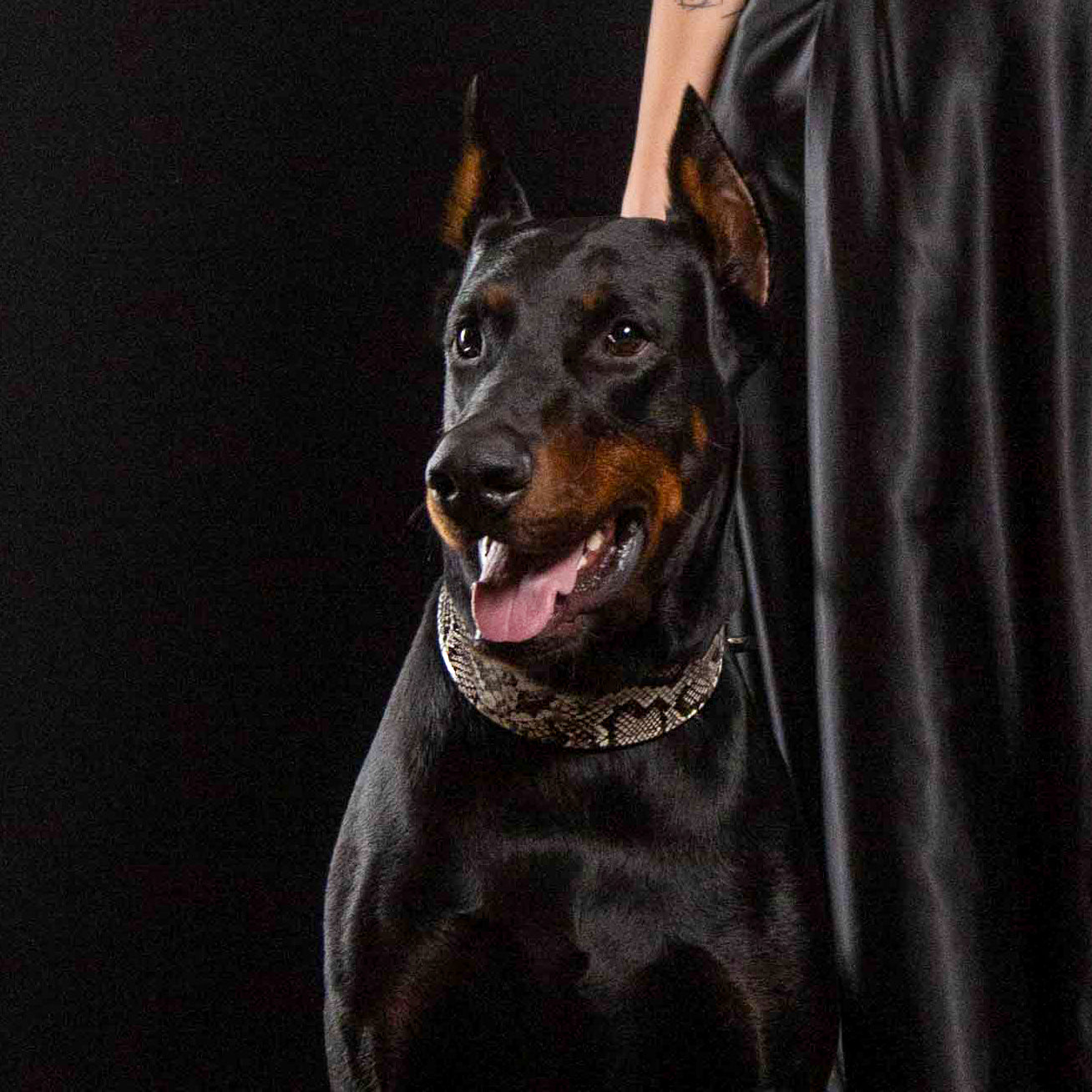 The ''Rock Python'' collar - Tampa Home & Garden Store