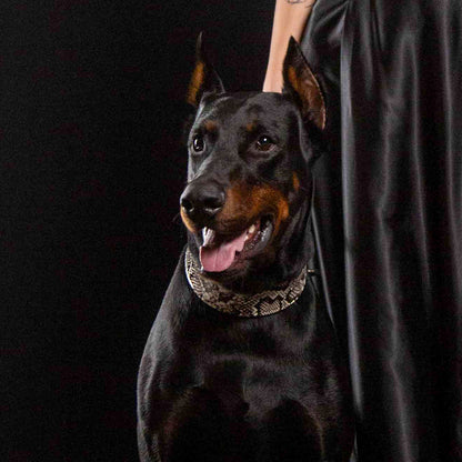The ''Rock Python'' collar - Tampa Home & Garden Store
