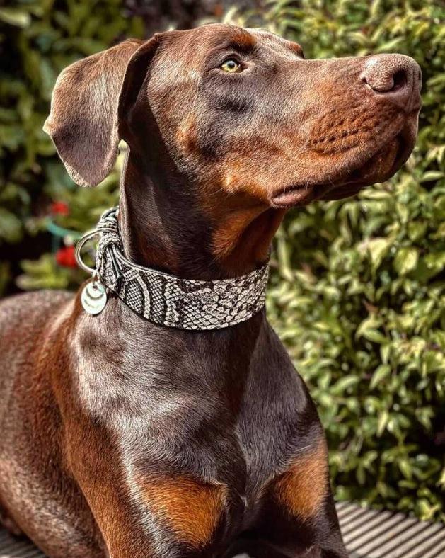 The ''Rock Python'' collar - Tampa Home & Garden Store