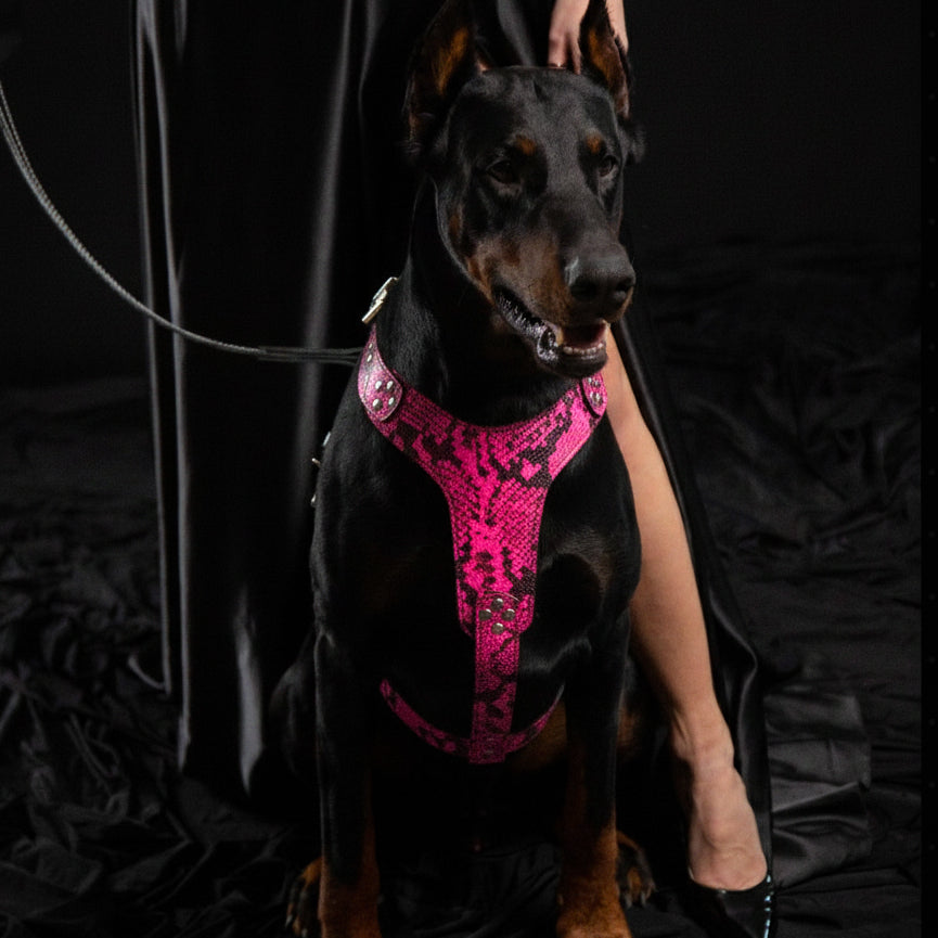 The ''Rock Python'' harness PINK - Tampa Home & Garden Store