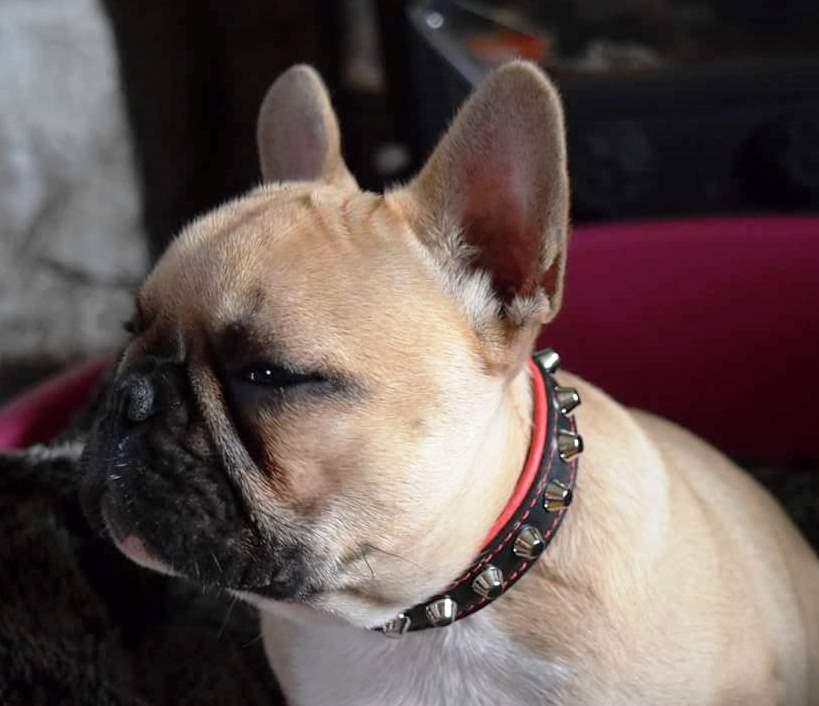The "Rock" collar - Tampa Home & Garden Store