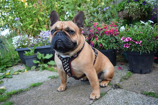 The "Rocky" studded leather harness Small to Medium Size - Tampa Home & Garden Store
