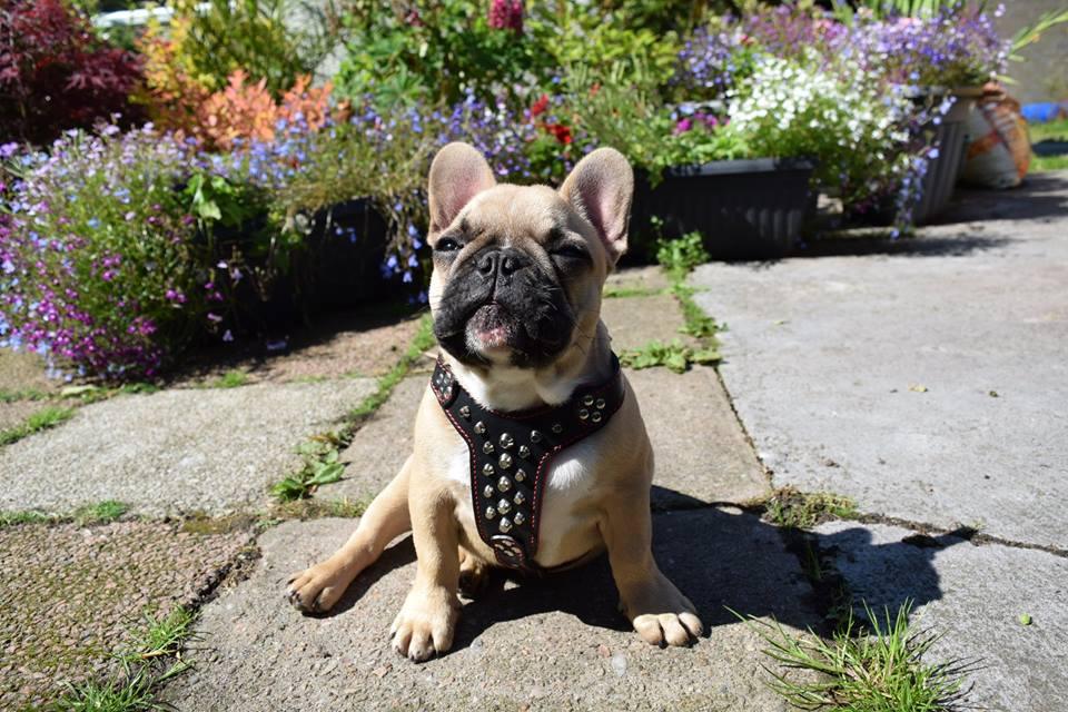 The "Rocky" studded leather harness Small to Medium Size - Tampa Home & Garden Store
