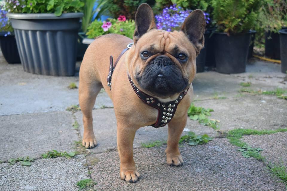 The "Rocky" studded leather harness Small to Medium Size - Tampa Home & Garden Store