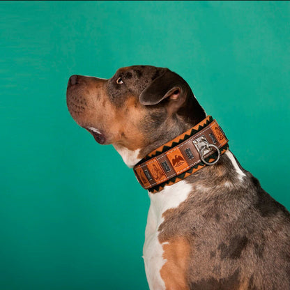The ''SPQR'' Dog Collar - Tampa Home & Garden Store
