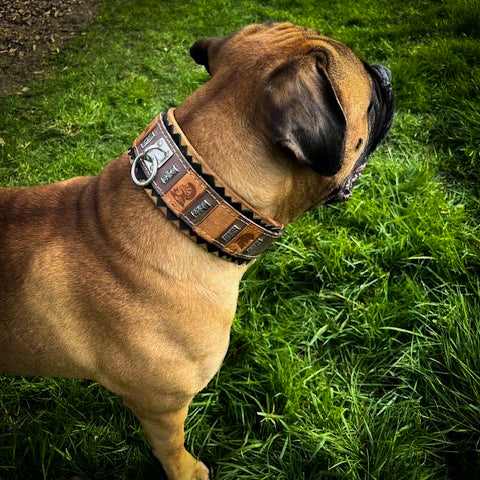 The ''SPQR'' Dog Collar - Tampa Home & Garden Store