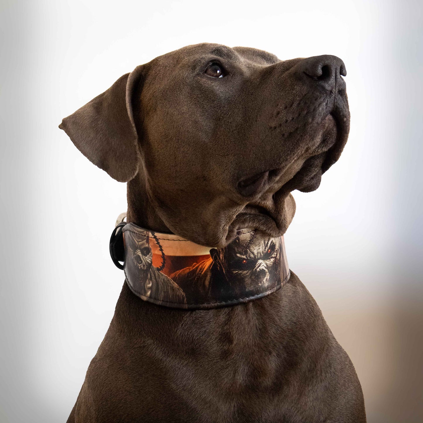 The Scare Collar Limited - Tampa Home & Garden Store
