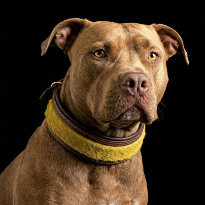 The ''Shrek'' collar - Tampa Home & Garden Store