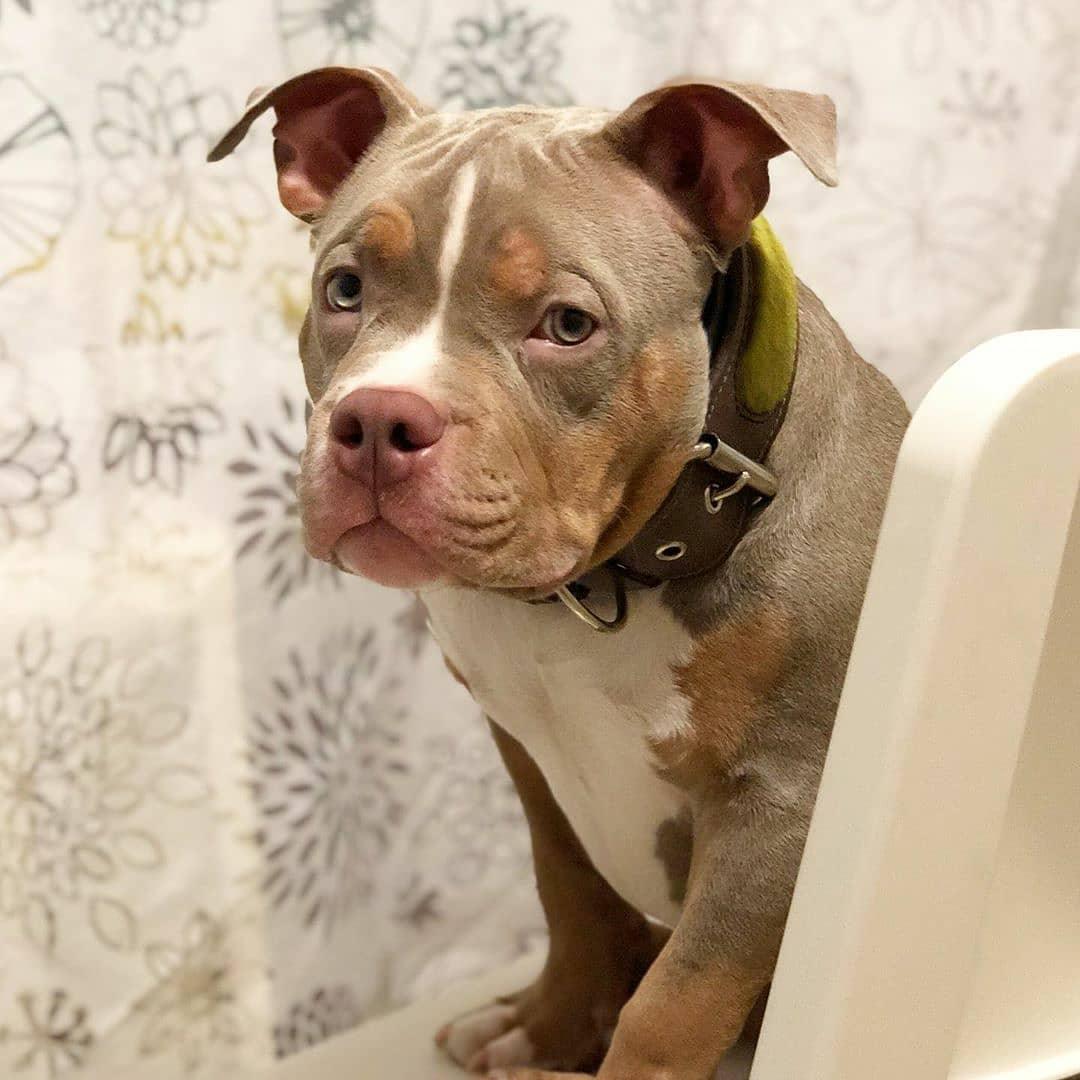 The ''Shrek'' collar - Tampa Home & Garden Store