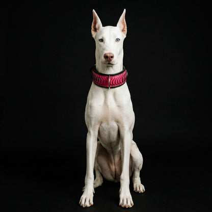 The ''Spine'' collar - Tampa Home & Garden Store