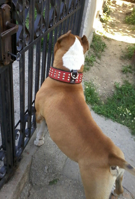 The "Star" Set- collar & leash - Tampa Home & Garden Store