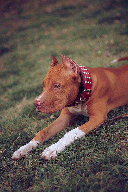 The "Star" Set- collar & leash - Tampa Home & Garden Store