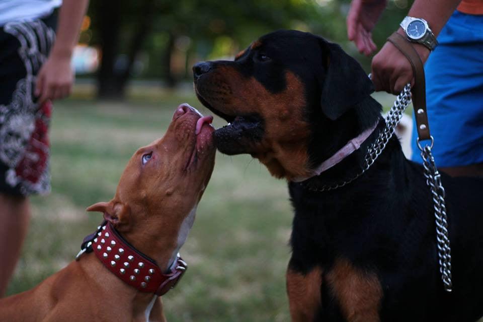 The "Star" Set- collar & leash - Tampa Home & Garden Store