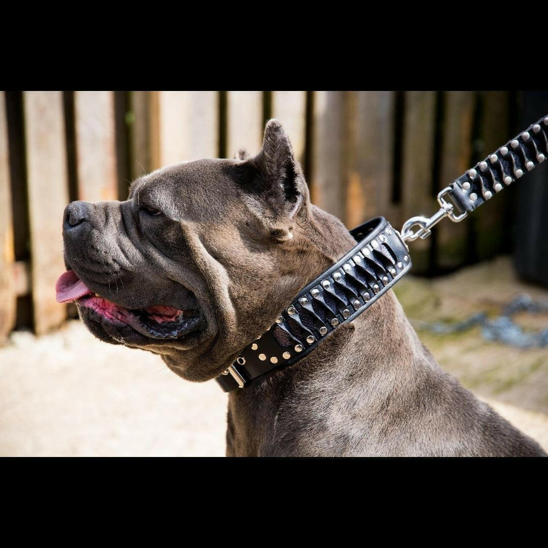 The ''Steampunk'' collar exclusive design - Tampa Home & Garden Store