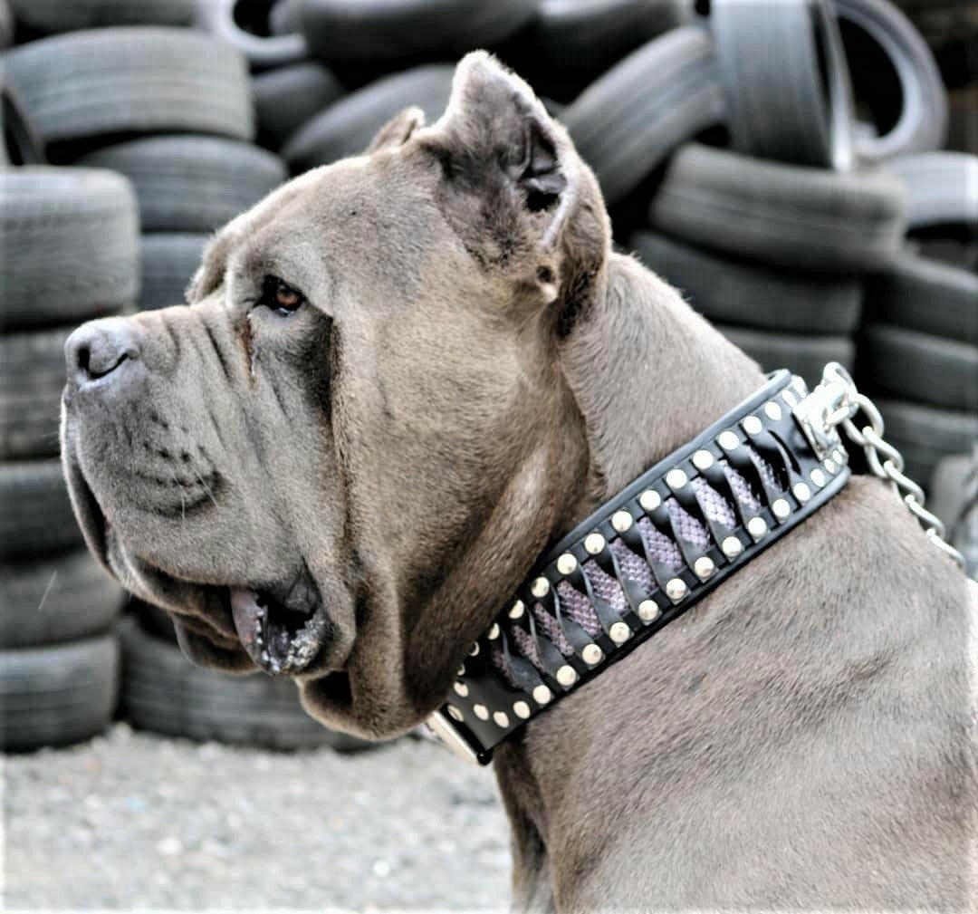 The ''Steampunk'' collar exclusive design - Tampa Home & Garden Store