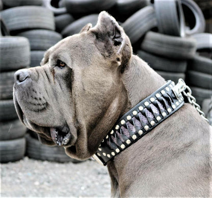 The ''Steampunk'' collar exclusive design - Tampa Home & Garden Store