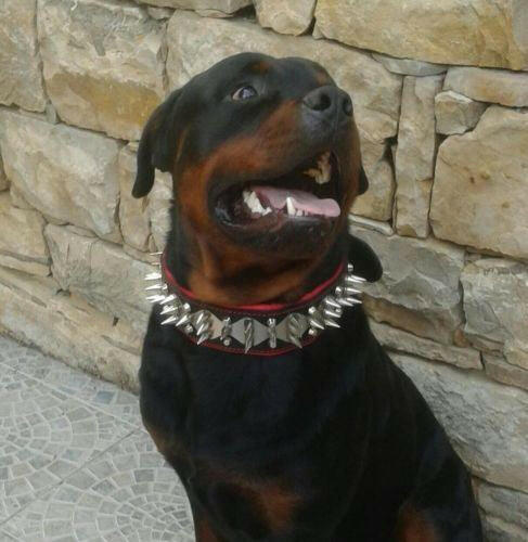 The "Steel" collar - Tampa Home & Garden Store