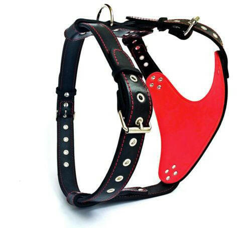 The "Steel" harness - Tampa Home & Garden Store