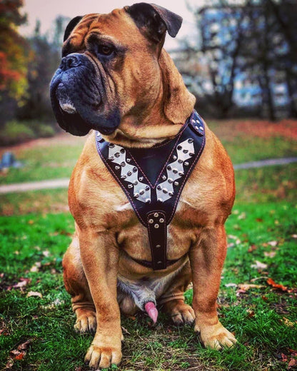 The "Steel" harness - Tampa Home & Garden Store