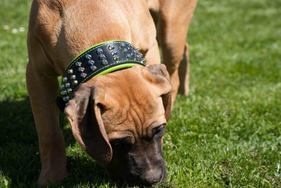 The "Stud" dog collar - Tampa Home & Garden Store