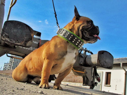 The "Stud" dog collar - Tampa Home & Garden Store