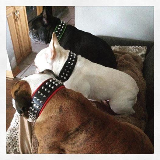 The "Stud" dog collar - Tampa Home & Garden Store