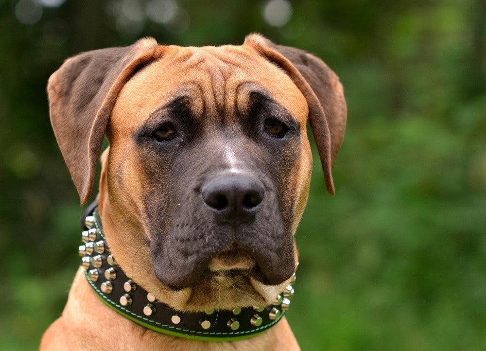 The "Stud" dog collar - Tampa Home & Garden Store