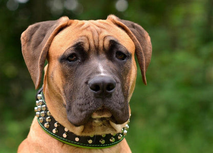 The "Stud" dog collar - Tampa Home & Garden Store