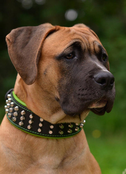 The "Stud" dog collar - Tampa Home & Garden Store