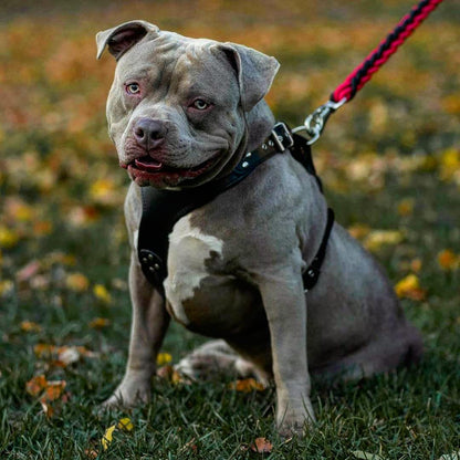 The ''Style'' harness Black - Tampa Home & Garden Store