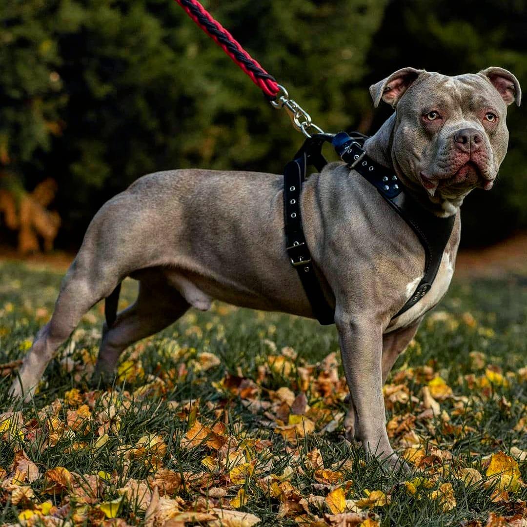 The ''Style'' harness Black - Tampa Home & Garden Store