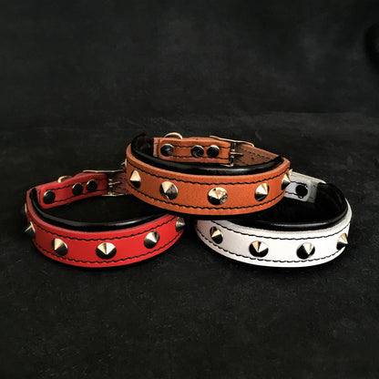 The "Superstar" puppy dog collar - Tampa Home & Garden Store