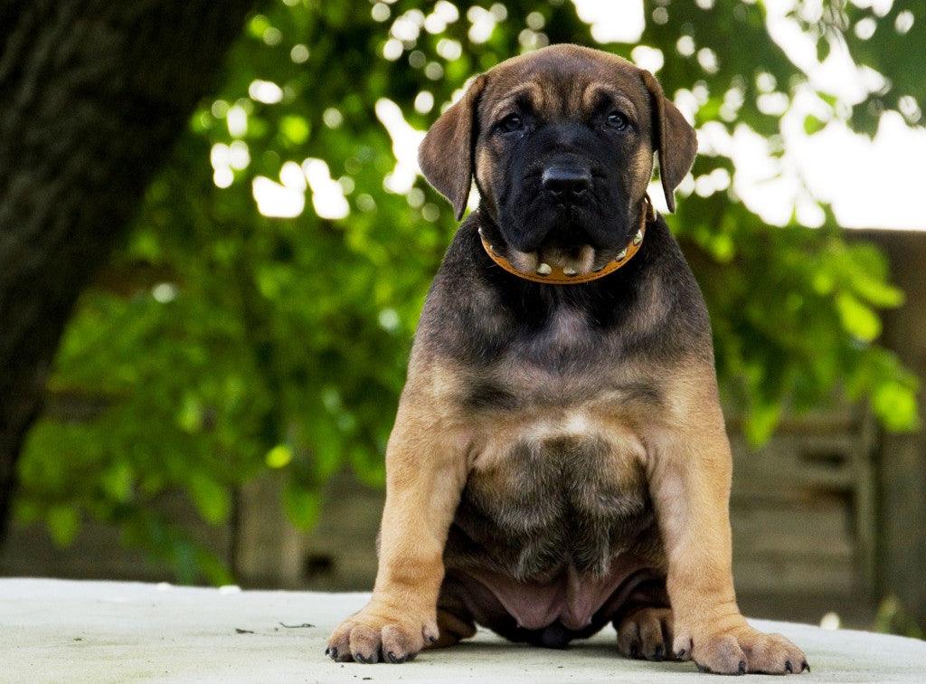 The "Superstar" puppy dog collar - Tampa Home & Garden Store