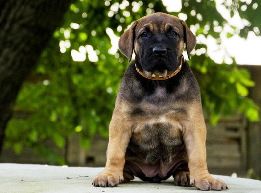 The "Superstar" puppy dog collar - Tampa Home & Garden Store